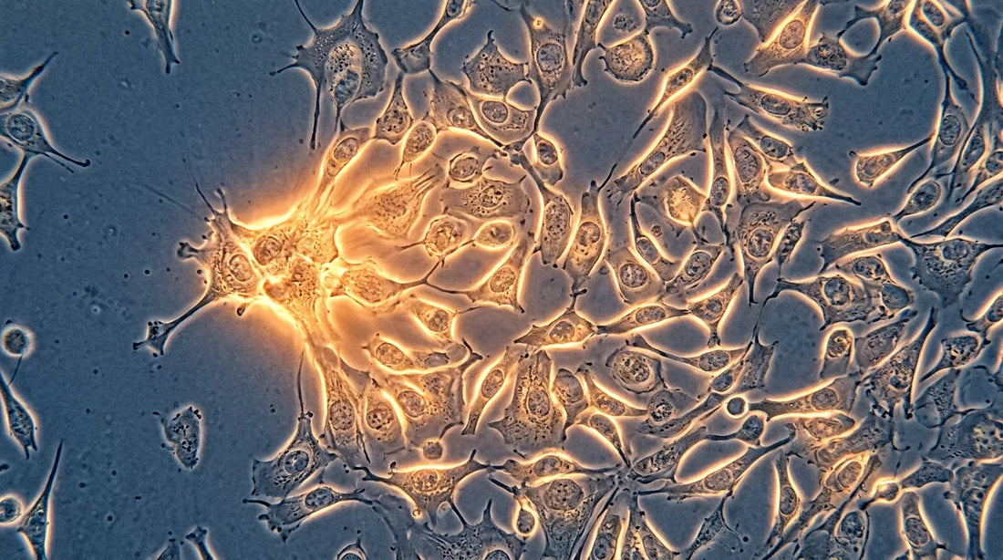 <p>Regeneration, down to the cell.</p>
